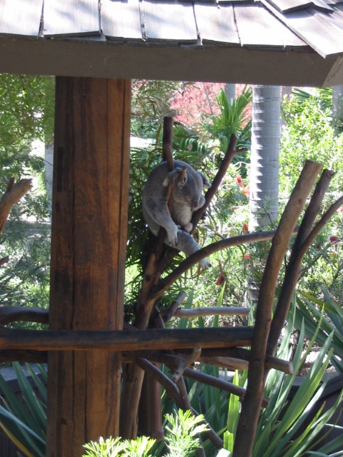 koala picture 1