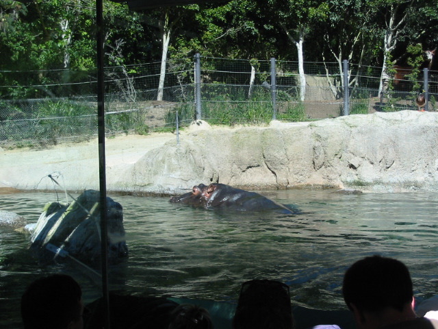 hippo 1